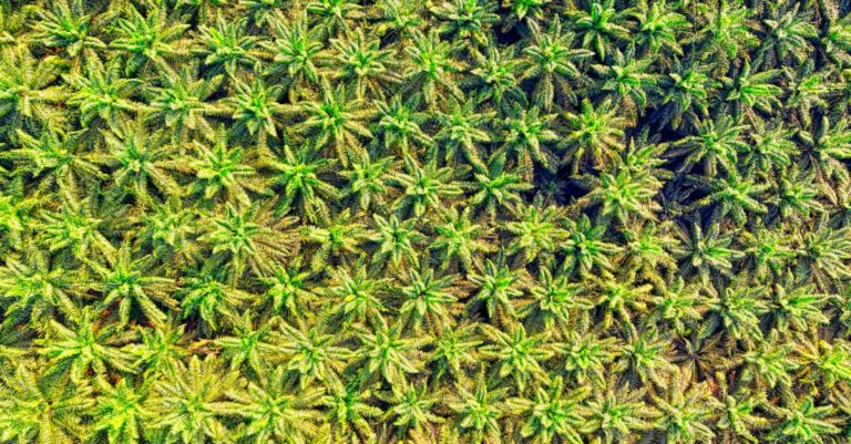 Illustration de Loi anti-déforestation de l'UE : nouveau report d'un an deforestation-palm-oil