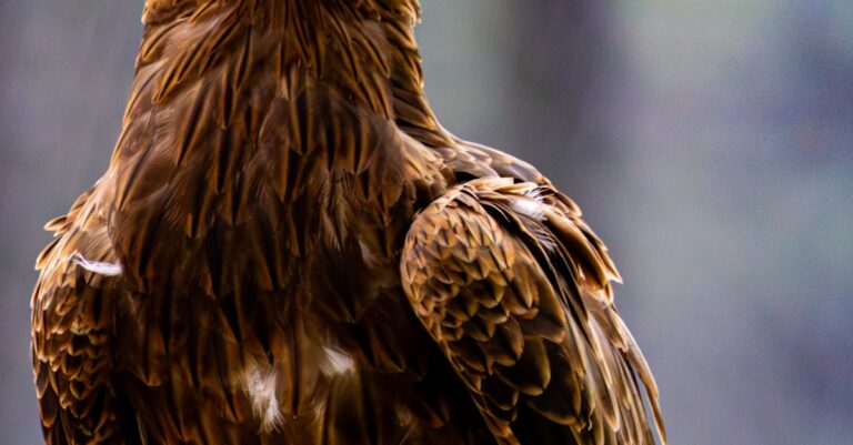 Illustration de Procès Pygargue : Débat tendu à Reims autour d'un aigle empoisonné pygargue-queue-blanche-aigle