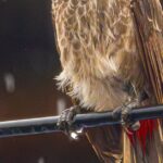 red-alert-Valencia-heavy-rain