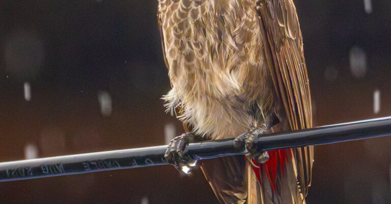 Illustration de Valence en alerte rouge : fortes pluies et risque d'inondations red-alert-Valencia-heavy-rain