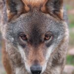 wolf-protection-debate