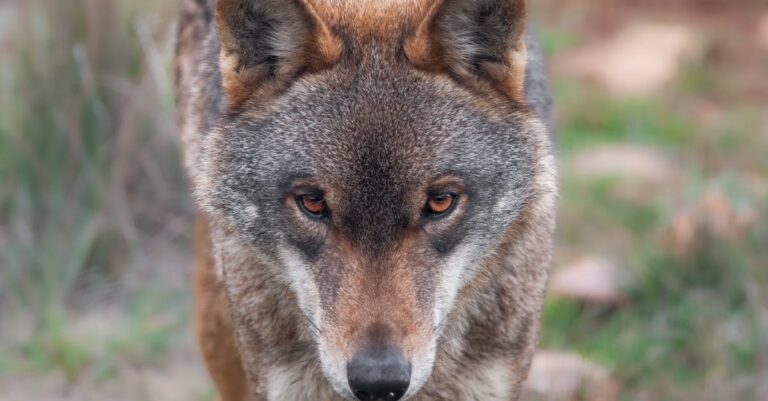 Illustration de Loup en France : assouplissement des tirs malgré les tensions wolf-protection-debate
