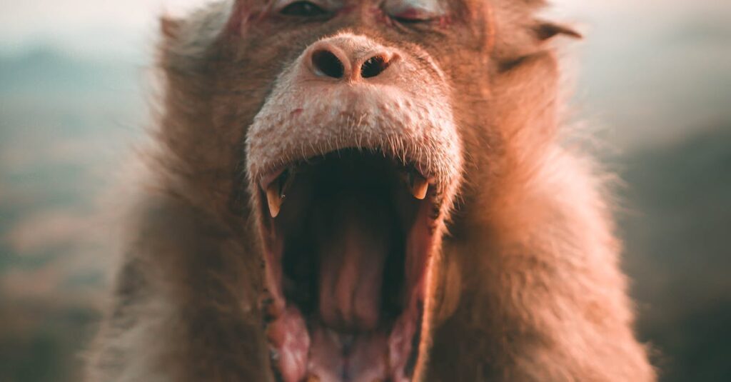 Illustration de Jane Goodall, pionnière des chimpanzés, est décédée à 91 ans Jane-Goodall-chimpanzee
