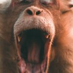 Jane-Goodall-chimpanzee