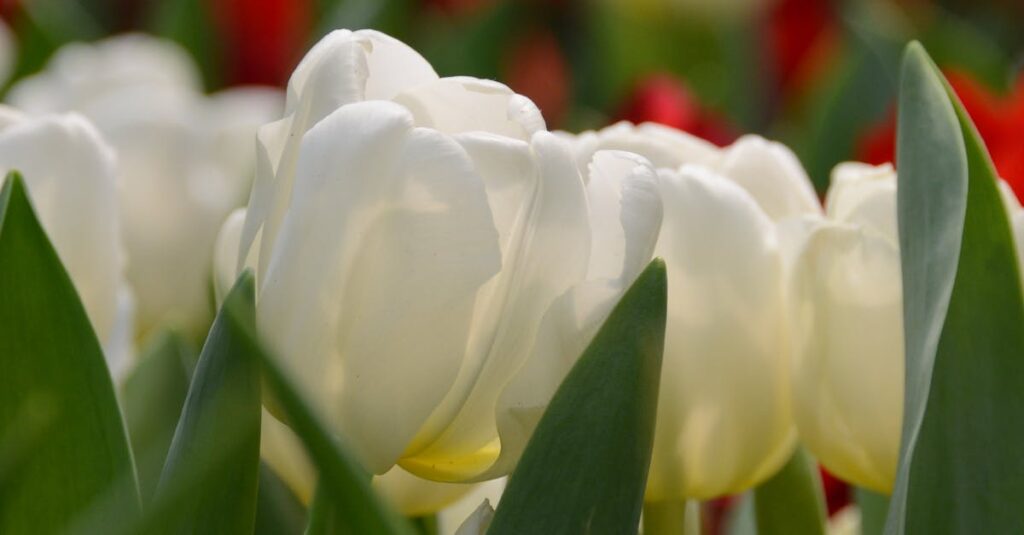 Illustration de Impôt sur les grandes fortunes de 1981 : L'exception Bettencourt Liliane-Bettencourt