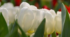 Illustration de Impôt sur les grandes fortunes de 1981 : L'exception Bettencourt Liliane-Bettencourt