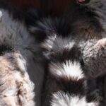 Madagascar-president-inauguration