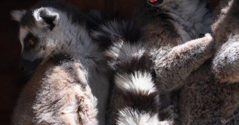 Illustration de Madagascar : Michaël Randrianirina nouveau président après la crise Madagascar-president-inauguration