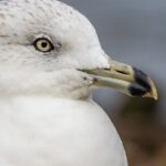 Marine-Tondelier-portrait