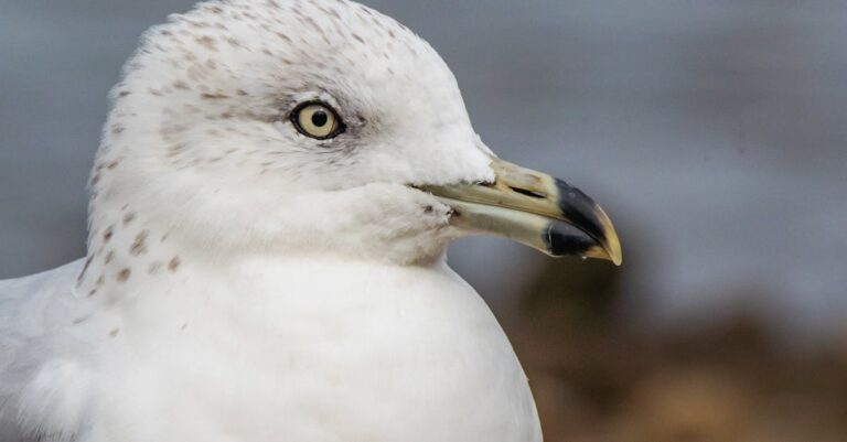 Illustration de Marine Tondelier : Le vert, une "valeur refuge" politique Marine-Tondelier-portrait