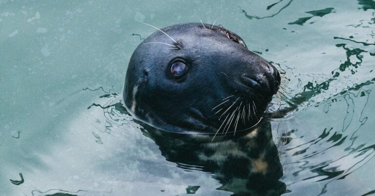 Illustration de Marine Tondelier : Réhabiliter un prénom face à l'appropriation du RN Marine-Tondelier-speaking