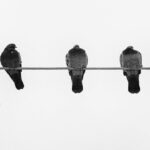 airplane-windshield-impact