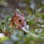 birds-infrasound-detection