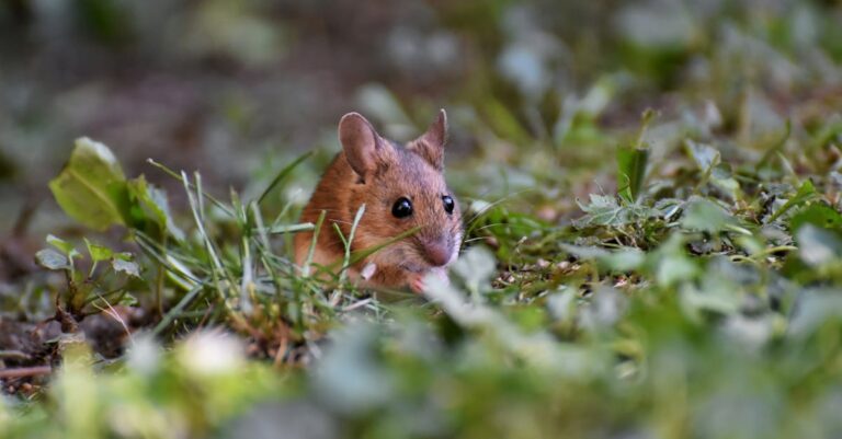 birds-infrasound-detection