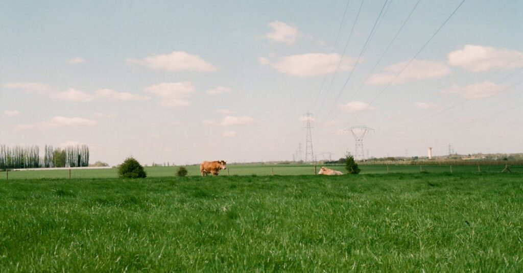Illustration de Fièvre catarrhale : la France suspend ses exportations bovines cattle-farm-france