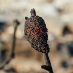 gaza-destruction-aftermath