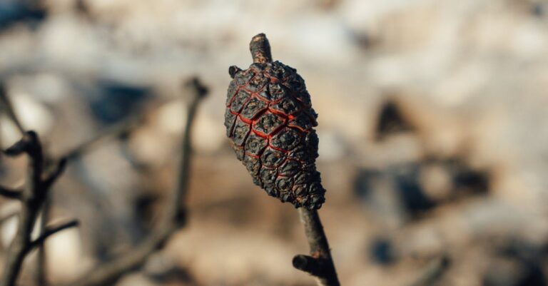 Illustration de Gaza : un paysage de dévastation après des mois de conflit intense gaza-destruction-aftermath