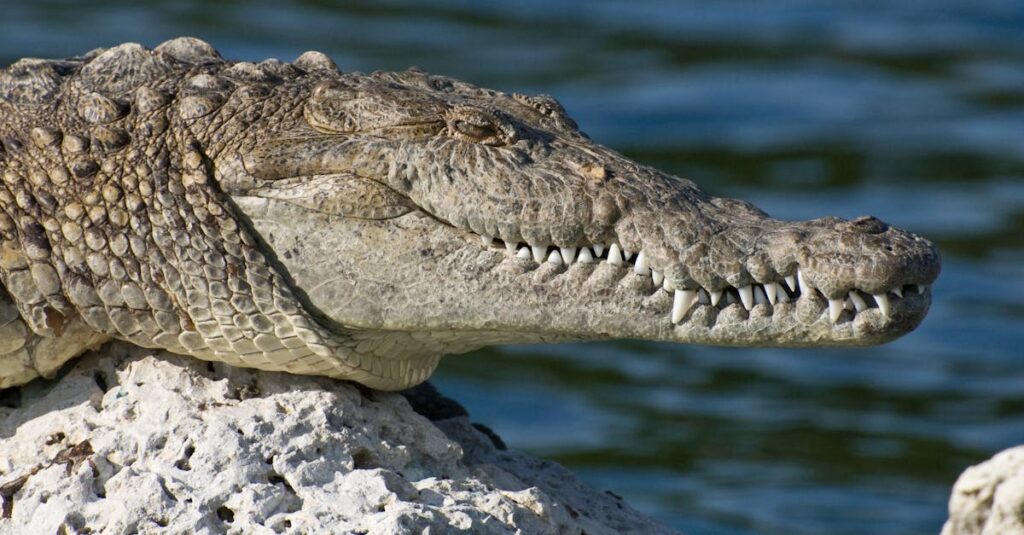 Illustration de Un crocodile jurassique de 180 millions d'années découvert dans l'Hérault jurassic-crocodile-skeleton