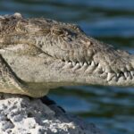 jurassic-crocodile-skeleton