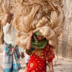 jute-farming-India