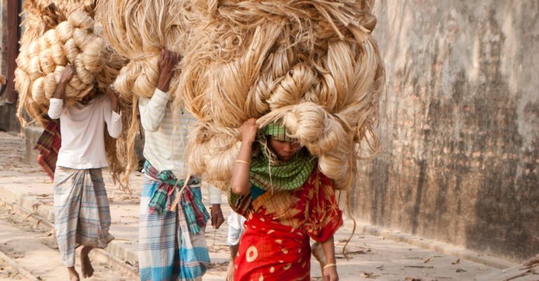 Illustration de Jute en Inde : crise sociale et opportunités écologiques jute-farming-India