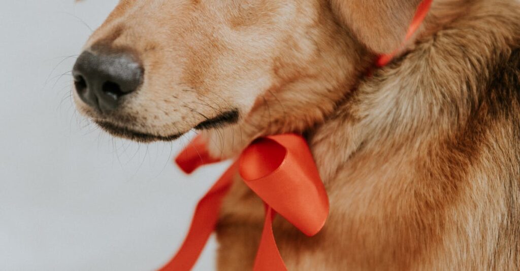 Illustration de Paco Rassat crée la surprise en slalom à Gurgl ! Paco-Rassat-slalom-celebration