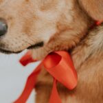 Paco-Rassat-slalom-celebration