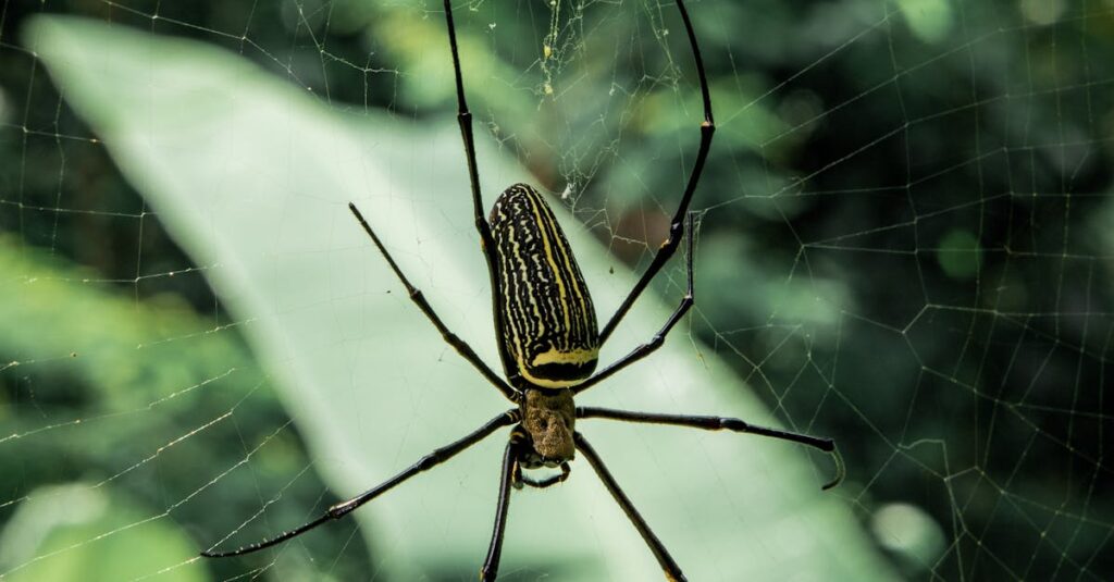 giant-spider-web-cave