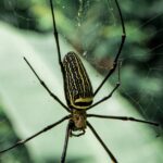 giant-spider-web-cave