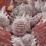 jordan-bardella-moissac-egg-attack