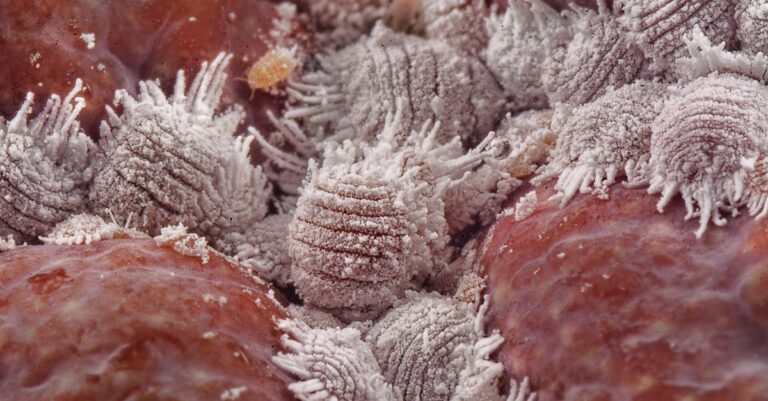 Illustration de Jordan Bardella visé par une attaque à l'œuf en dédicace jordan-bardella-moissac-egg-attack