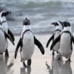 macron-g20-johannesburg