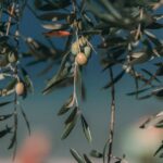 olive-harvest-cisjordanie