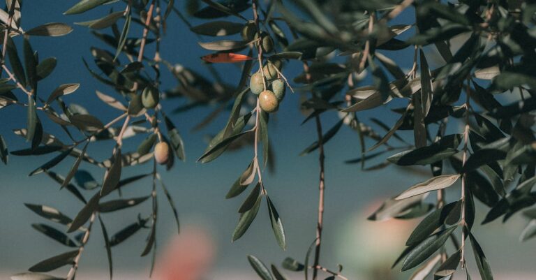 olive-harvest-cisjordanie