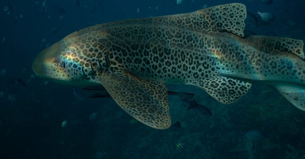 Illustration de Attaque de requin en Australie : risques et précautions pour les voyageurs shark-attack-Australia