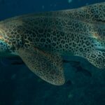 shark-attack-Australia