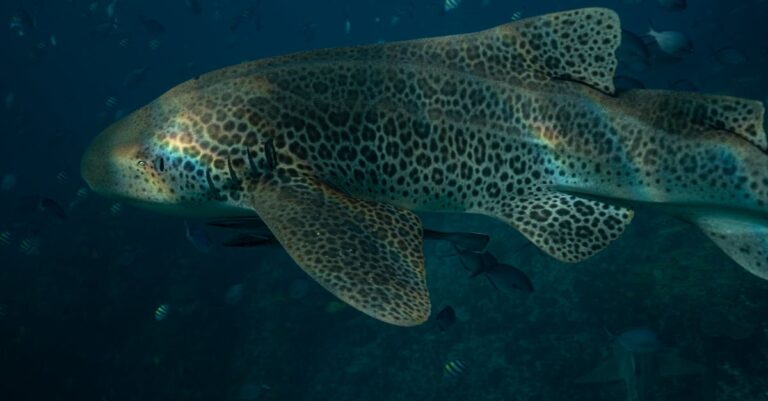 shark-attack-Australia