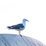 steel-industry-restructuring