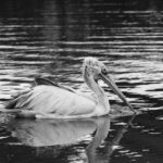 Hong-Kong-censorship