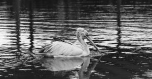 Hong-Kong-censorship