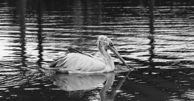 Hong-Kong-censorship