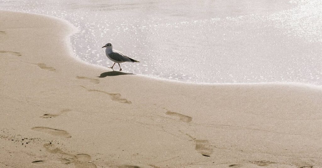 Illustration de Découverte spectaculaire d'empreintes de dinosaures dans les Alpes italiennes dinosaur-footprints-italy