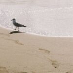 dinosaur-footprints-italy