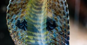 Illustration de Vaccins Covid: L'ARN messager contre les morsures de serpent snake-bite-research