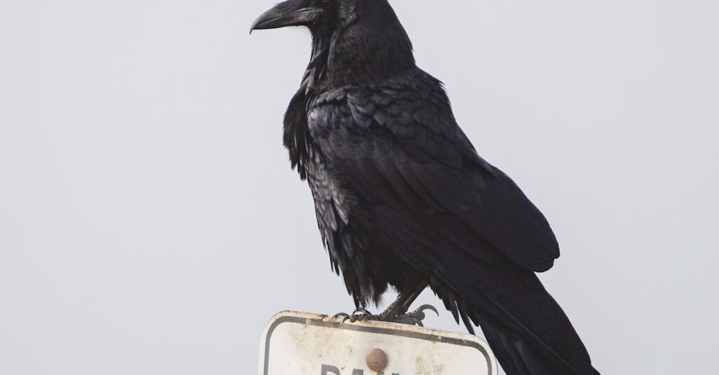 Illustration de CGT : Binet propose taxation des patrimoines pour réduire le déficit sophie-binet-cgt-1