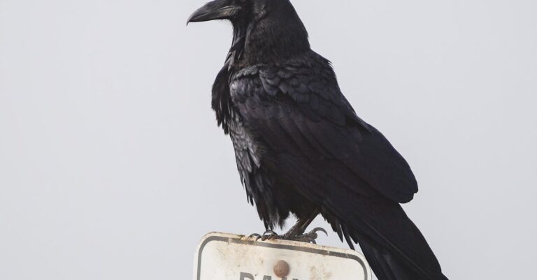 Illustration de CGT : Binet propose taxation des patrimoines pour réduire le déficit sophie-binet-cgt-1