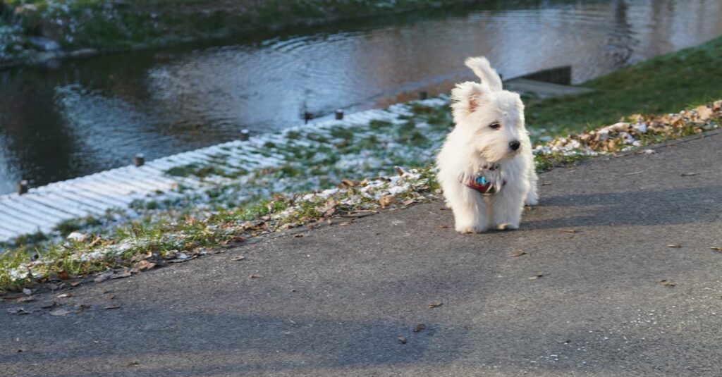 Illustration de Le Plan Grand Froid : Dispositif d'Urgence Face au Froid Hivernal winter-cold-weather