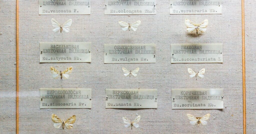 Illustration de Droits de douane : l'UE répond aux menaces de Trump sur le Groenland EU-meeting