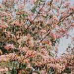 Kristi-Noem-portrait