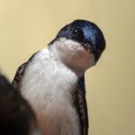 Margo-Martin-White-House